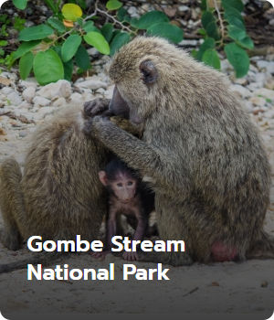 Gombe Stream National Park