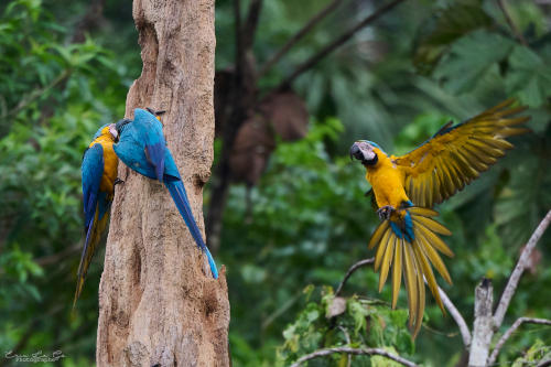 Ecuador - Galapagos